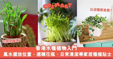 浴室水種植物|水種植物新手入門！ 15 種室內植物推薦 種植好處/開運寓意/風格。